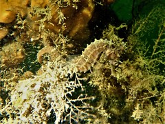 Hippocampus subelongatus