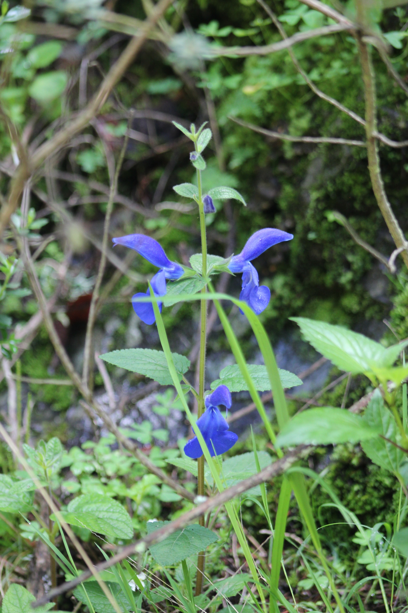 Imagem de Sálvia-azul