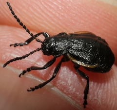 Arima marginata