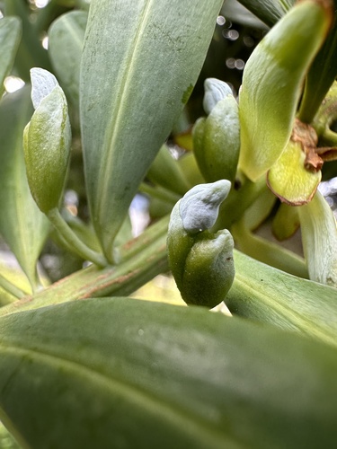 Image of Podocarpus oleifolius by (c) Nicolás Baresch Uribe, some rights reserved (CC BY)