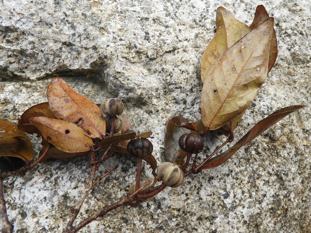 Dissiliaria tuckeri