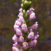 Sierra Snapdragon - Photo (c) Ken-ichi Ueda, some rights reserved (CC BY)