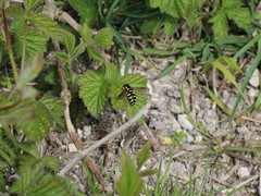 Xanthogramma citrofasciatum