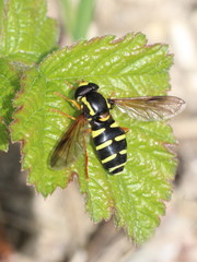 Xanthogramma citrofasciatum
