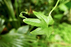 Cayaponia americana