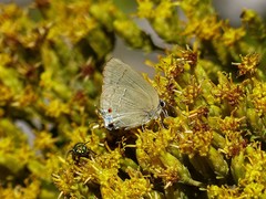 Allosmaitia strophius