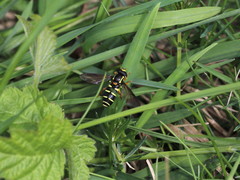 Xanthogramma citrofasciatum