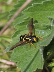 Xanthogramma citrofasciatum