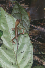 Anolis bombiceps