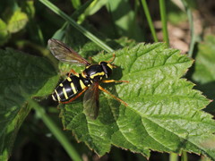 Xanthogramma citrofasciatum