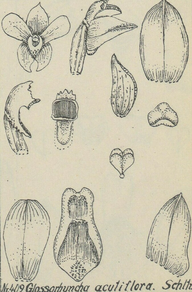 Glomera acutiflora