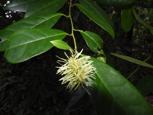 Ostrearia australiana observed 2024-07-25
