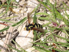 Xanthogramma citrofasciatum