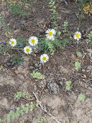 Erigeron concinnus