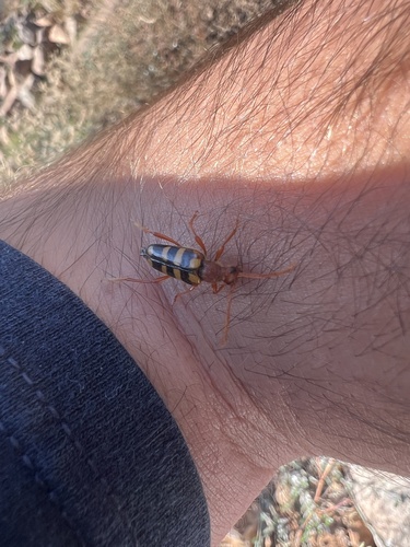 iNaturalist observation photo of Xestoleptura crassicornis