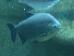 Piaractus brachypomus
