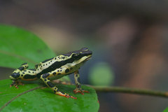 Atelopus spumarius