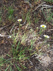 Erigeron concinnus