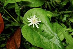Passiflora rubra