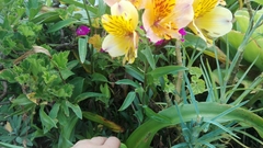 Alstroemeria aurea