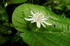 Passiflora rubra