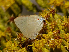 Allosmaitia strophius