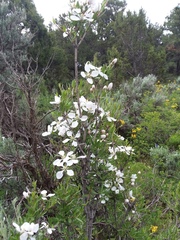 Fendlera rupicola falcata