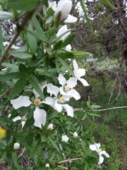 Fendlera rupicola falcata