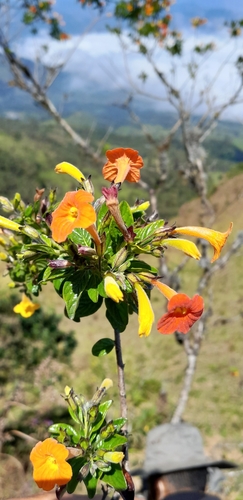 Streptosolen jamesonii