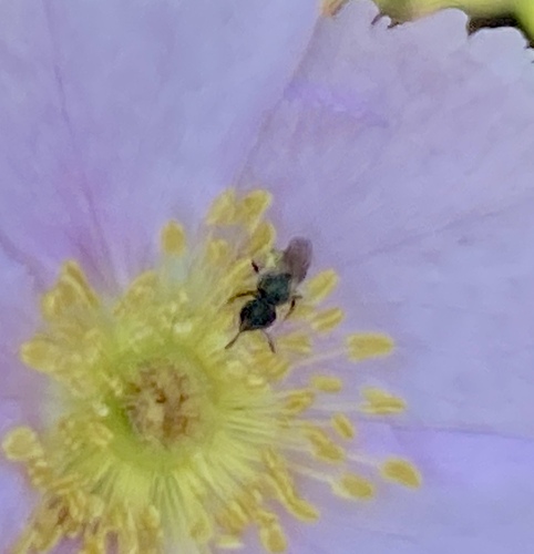 iNaturalist observation photo of Bees