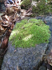 Sciuro-hypnum plumosum