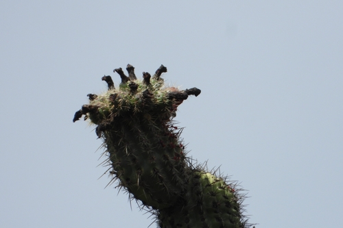 Stenocereus stellatus