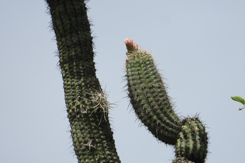 Stenocereus stellatus, photograph 1