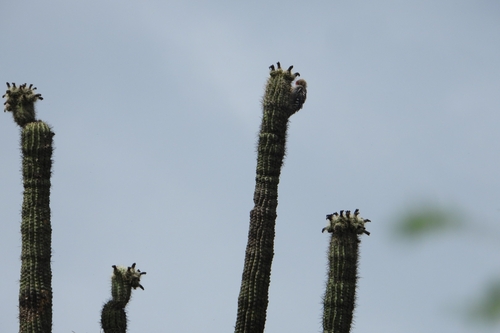 Stenocereus stellatus, photograph 2