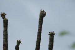 Stenocereus stellatus, photograph (c) Ricardo Betancourt Sánchez, some rights reserved (CC BY)