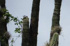 Stenocereus stellatus, photograph (c) Ricardo Betancourt Sánchez, some rights reserved (CC BY)