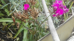 Dianthus deltoides