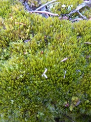 Dicranum flagellare