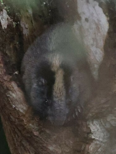 Yellow-crowned Brush-tailed Rat