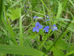 Veronica krylovii