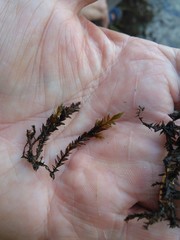 Fontinalis novae-angliae