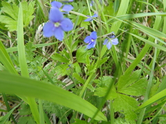 Veronica krylovii