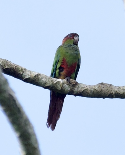 Ochre-marked Parakeet