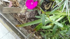 Dianthus deltoides