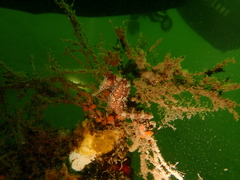 Hippocampus subelongatus