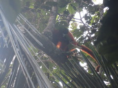 Alouatta seniculus puruensis