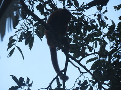 Alouatta seniculus puruensis