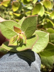 Arctostaphylos purissima ssp. purissima