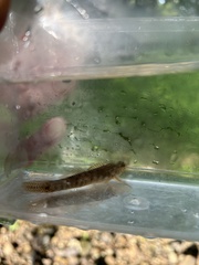 Lollypop Darter photo 3