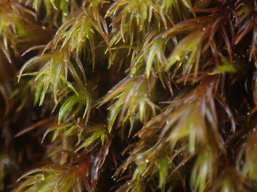Macoun's Rock Moss (Racomitrium macounii)